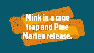 Pine marten released and another mink in the cage trap!