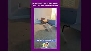 Compilación perritos