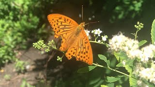 Підсрібник великий (Argynnis paphia)