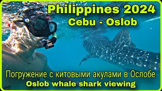 🇵🇭 Филиппины 2024. День 3. Остров Cebu_Oslob, погружение с китовыми акулами/ Whale shark viewing.