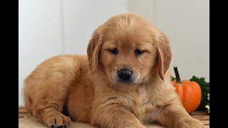 Golden Retriever Puppies for Sale