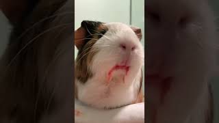 Guinea pigs have the cutest little tongues!  #shorts