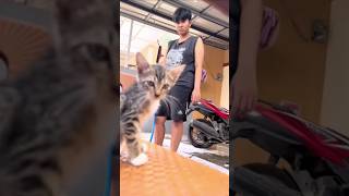 Si babu dibikin kesel 🤣 #kucing #kucinglucu #funny #catlover