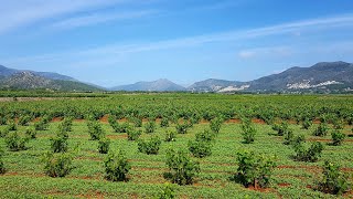 Xaló - Vinyes (2023 Junio)