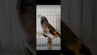 Goldfinch replying #goldfinch_singing #goldfinch #birds #Goldfinchtube #shorts