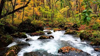 4K UHD Peaceful Forest River in Oirase Mountain in Japan | White Noise for Sleep & Study