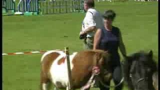 Turriff Show Horses