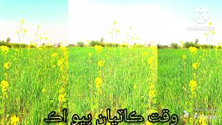 Hal Muhinja Kair puchndo || treding song sung by Saif samejo🌼❤ || sindhi song || aesthetic sindhi❤🌼