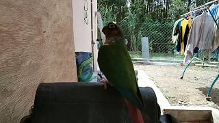 Green cheek conure very tame