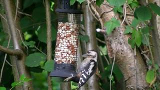 Greater Spotted Woodpecker 25/07/2019