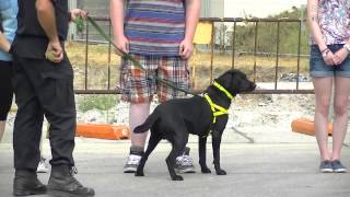 Gibraltar Drug Dog Training