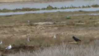 Black winged stilts at Medmerry