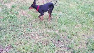 Bishop the Toy Manchester Terrier