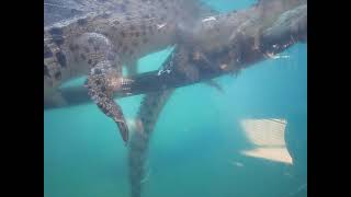 Водный парк Crocosaurus Cove в австралийском Дарвине