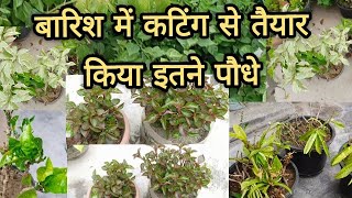 बारिश में मैंने इतने सारे पौधे कटिंग से तैयार किये,14 August 2024#pfg#gardening#houseplants #garden