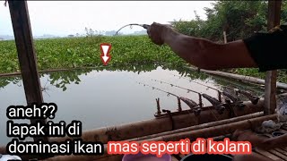 seperti dikolam//lapak ini di dominasi ikan mas!! mancing cirata hari ini.