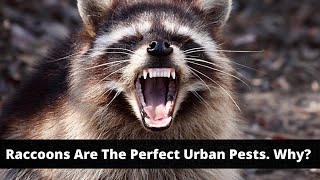 Why Raccoons are Perfect Urban Pests