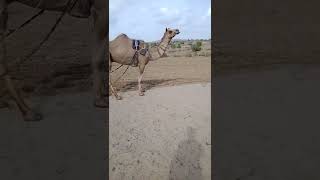 Ploughing Field with the help of Camel in Thar Desert