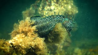 Cavalos-marinhos resgatados na Trafaria regressam à natureza! 🌊