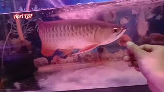 #arowana Arwana Red Tail Golden (RTG)