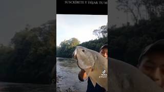 UN ENORME CUBO EN LA LINEA #fishing #fishingtour #fish #viralvideo #vira #pesca #peces #pescado