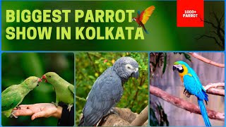 Exotic Parrot Birds Show In Kolkata 2021 | African Grey Parrot For Sale In Kolkata | Kolcutta vlogs