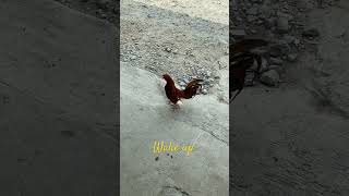 Why Roosters Are the Ultimate Alarm Clocks in the Morning #shorts #facts