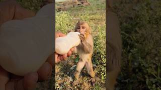 सुबह होते ही बंदर के बच्चे को पिलाया दूध 🍼🐵#bandar #monkeyvideo #monkey 0720