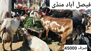 Faisalabad bakra mandi new updates beetal milking goats bacho wali bakriya [haider tv vlog]