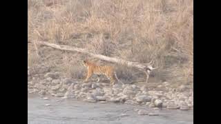 Hungry Tiger hunting  at Corbett - February 2021