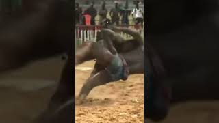 Reug Reug def. Bombardier in Lutte Wrestling #reugreug #bombardier #Dakar #shorts #senegal #lutte