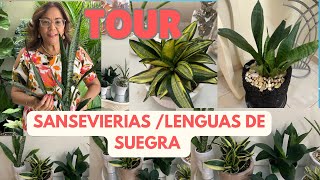 TOUR POR mis plantas SANSEVIERIAS o LENGUAS DE SUEGRA#jardín#plantastropicales#suculentas#tour#