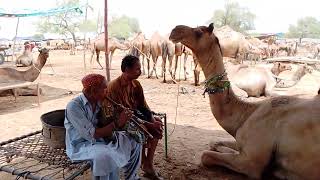 Lifestyle of Camels Market