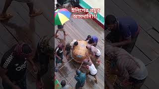 প্রচুর ইলিশ মাছের আমদানি। মাছ ঘাটে।Fishing Video/amazing fish/#fishing #fish #viralpost Collected