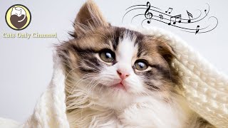 Cat Music - Peaceful Harp Music that Cats Love 24/7