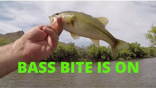 The Bass Bite Is On! // Salt River Fishing AZ