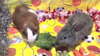 Funny Baby Bunny Rabbit and Cute Guinea Pig Good Pets Eating Lettuce   YouTube