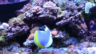 Reef Tank 1 Update: Powder Blue Tang, Acropora, SPS