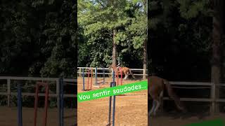 Vou sentir saudades!   Férias chegando #equinos #horse #cavalosdepotencia #equestrian #cavalos