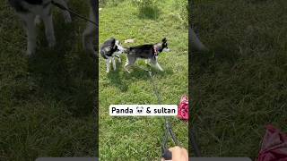 2 Husky in one dog leash #dog #shosts