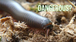 Are Millipedes Dangerous? American GIANT Millipede!