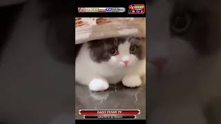 beast new cats cute video