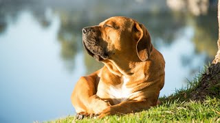 Train Your Golden Retriever for Competitive Obedience