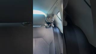 Cat with her driver 😂| #britishshorthair  #funnycats  #cat  #love