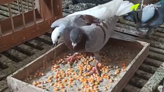 HABIS HUJAN, MERPATI PALING SENENG KONDISI SEPERTI INI #pigeon #merpati #racingpigeon