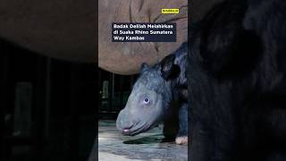 Badak Dalilah Melahirkan di Suaka Rhino Sumatera Way Kambas #news #badak #satwa #iucn #sumatera