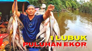 REKOR MANCING LAIS MONSTER SATU LUBUK PULUHAN EKOR