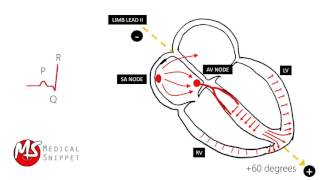 Activation of Heart and ECG