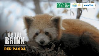 On The Brink S1: Red Panda | Trailer