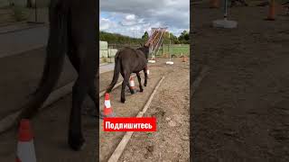 #shorts #horse #sports #1000subscriber #trending